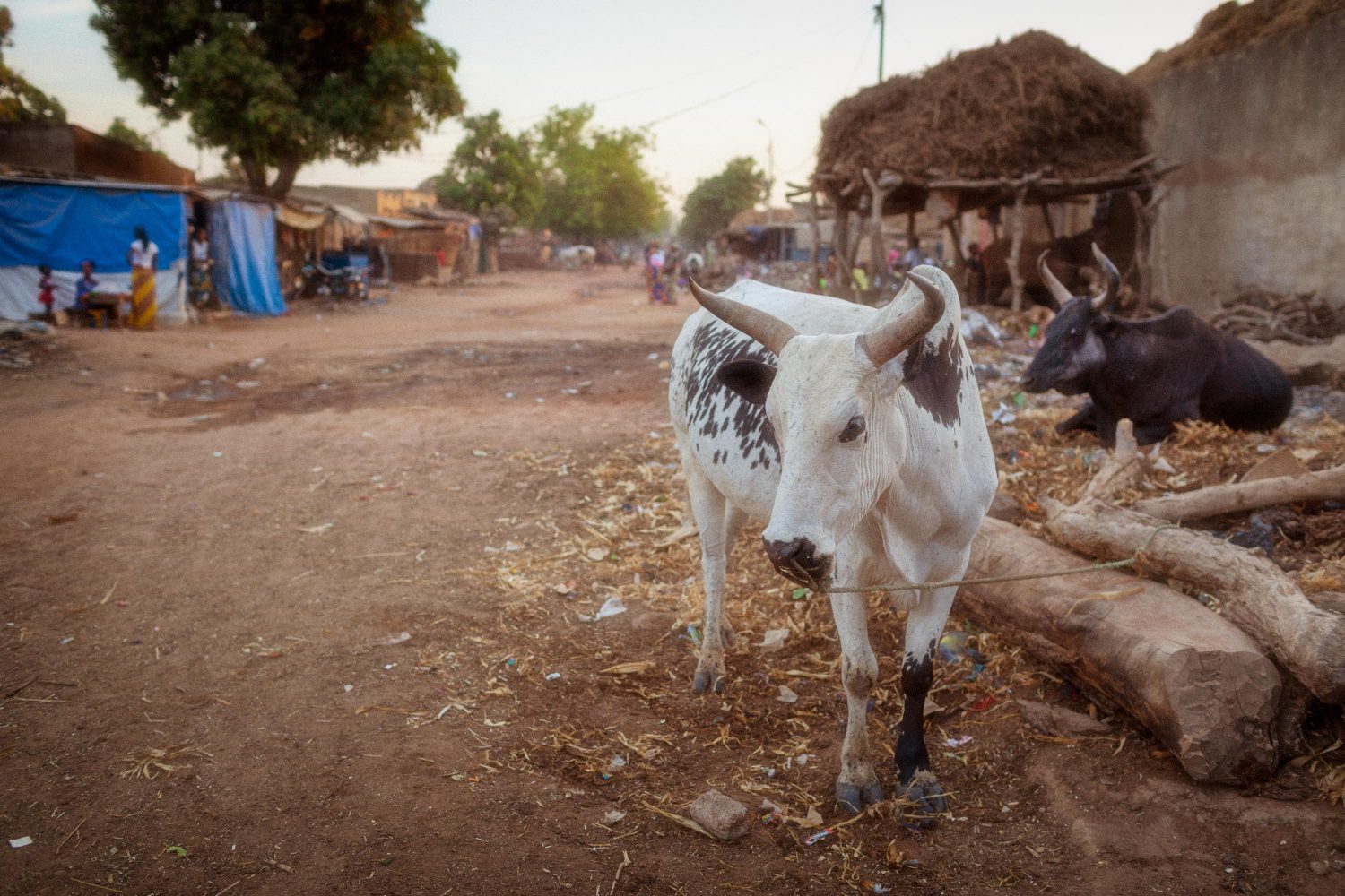 Kuh auf der Straße in Mali Afrika
